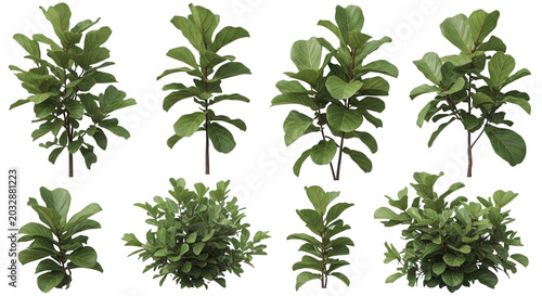 Collection of eight isolated fiddle leaf fig plants with large green leaves on a solid black background, arranged in two rows