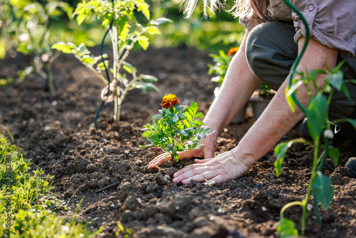 Cuadro en lienzo Woman gardener planting French marigold flower (tagetes patula) in vegetable gar