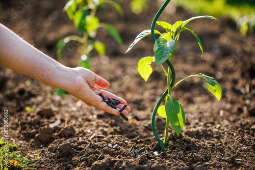 Foto Farmer applying organic granulated fertilizer pellets into soil with pepper plant seedling