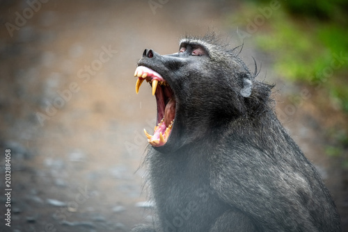 Photography portrait of a chacma-baboon