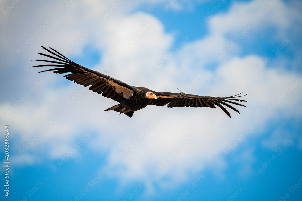 Fototapeta premium California condor
