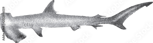 Schilderij op canvas Detailed Halftone shark illustration collection featuring realistic marine predator sketches, ocean wildlife species drawings and aquatic animal anatomy set