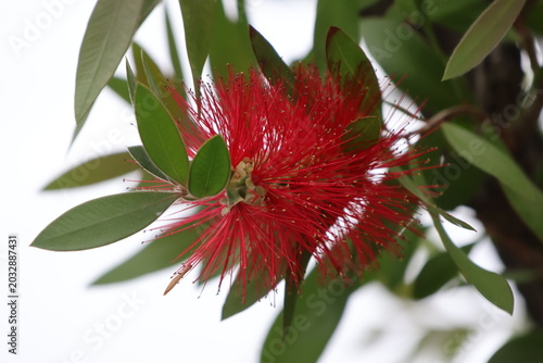 Cuadro en lienzo Red flower blooming on the bottlebrush tree
