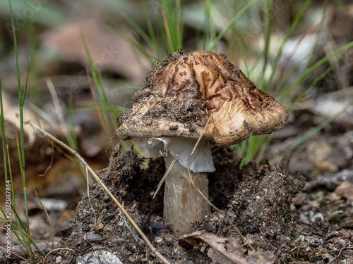 Canvas Print A close-up of an Amanita rubescens mushroom emerging from the forest soil