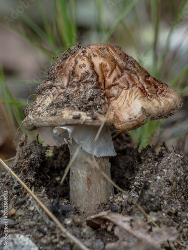 Photography A close-up of an Amanita rubescens mushroom emerging from the forest soil
