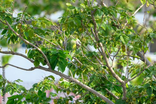 green leaves on a tree