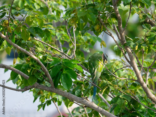 branch of a tree