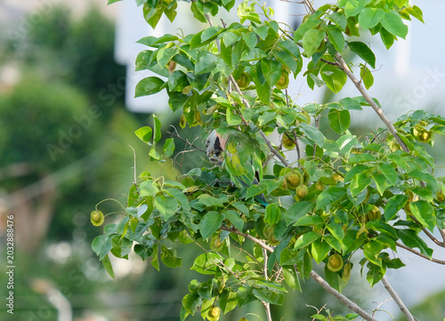 green leaves tree