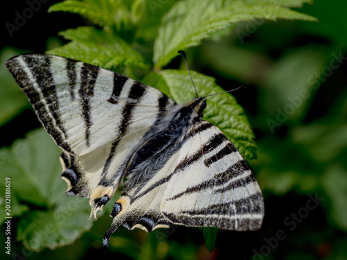 Photos A detailed macro shot of a scarce swallowtail butterfly (Iphiclides podalirius) resting on vibrant green foliage