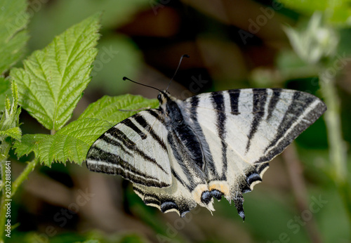 Photos A detailed macro shot of a scarce swallowtail butterfly (Iphiclides podalirius) resting on vibrant green foliage