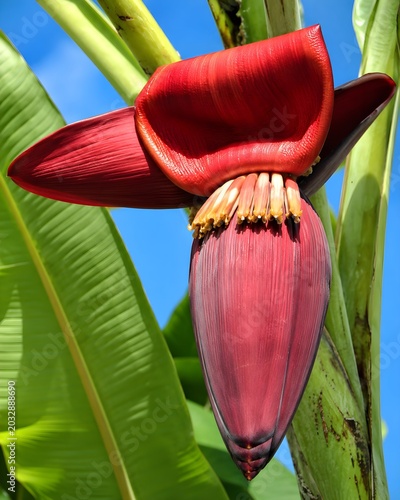Exotic Banana Plant in Bloom Surrounded by Lush Green Leaves and Blue Sky