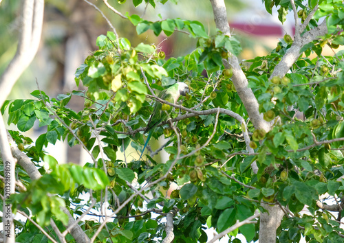 There is a green bird on a branch.