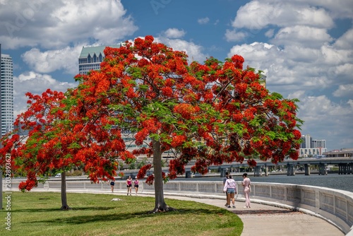 Εκτύπωση καμβά Tampa, Florida Bayshore Boulevard