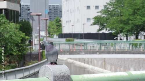 東京の日常に佇むハトの風景