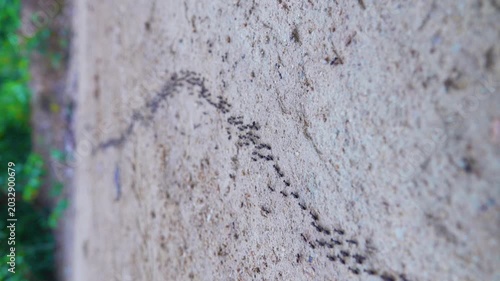 A column of Hospitalitermes termites moves through forest. Insects, cross a dirt road along the path of wood destruction (including timber houses).Thailand rainforest. Vertical video