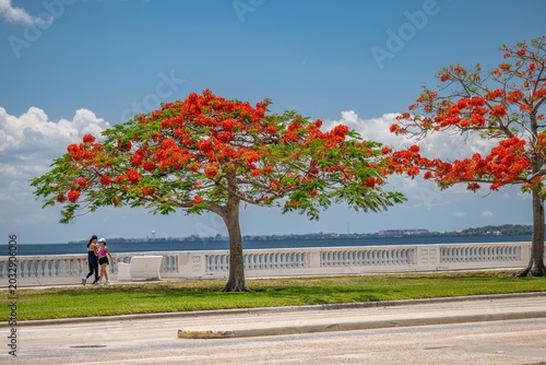 Tampa, FL bayshore boulevard