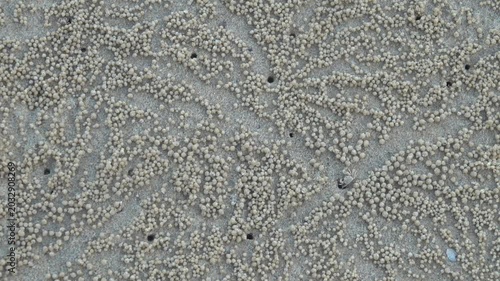 Sand bubbler crab Dotilla myctiroides run out in columns into low tide zone for feeding, digging hole eat sandy-silty soil, discharge in the form of balls, Thailand