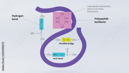 3d illustration of hydrophobic interactions in polypeptide chains with oxygen and ammonia bonds labelled