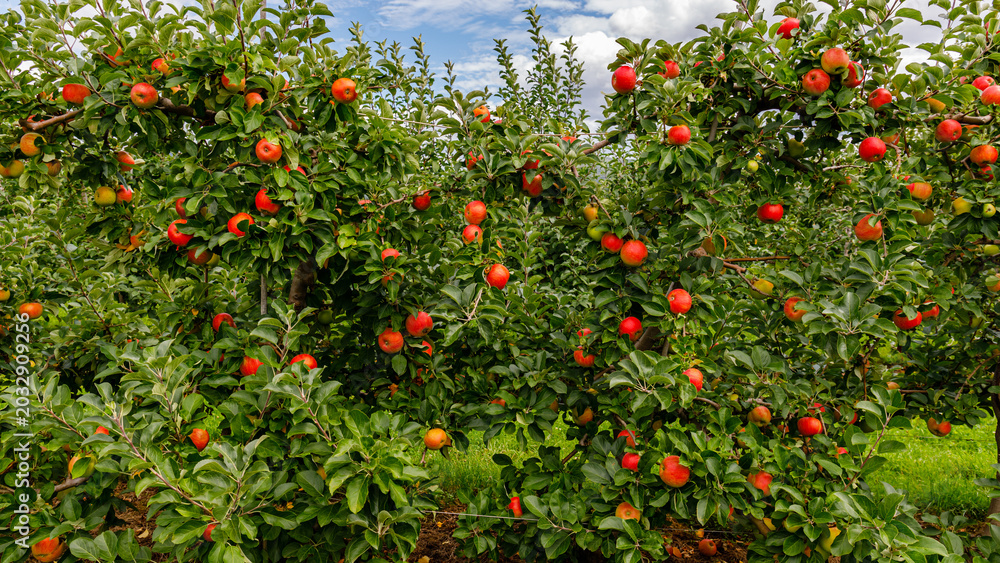 Obraz premium Apple trees filled with ripe fruit in a sunny orchard during the afternoon hours of late summer