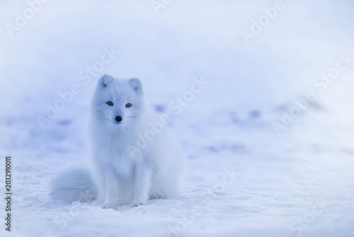 Obraz na plátně The Arctic fox in the snowfield