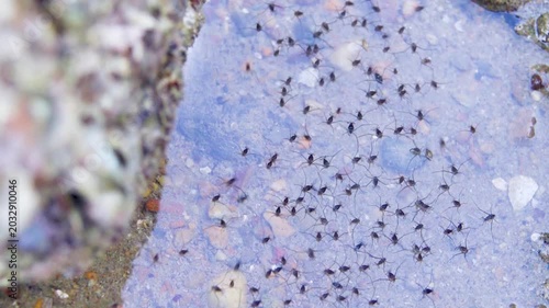 Water bugs (like sea skaters Halobates hayanus) scurry around on the surface of shallow water. Clusters of breeding freshwater insects (preconnubia). Thailand, Andaman Sea mainland coast
