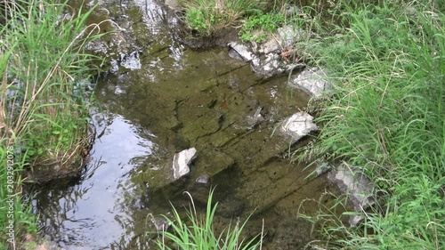 透き通る小川の底でひっそり暮らすカワニナたち（ホタルの幼虫のエサ）