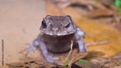 Asian common toad (Bufo melanostictus) in the coastal forest of Thailand
