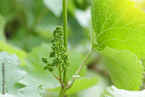 Young grapevine flowers forming on a vine branch in spring. Fresh green leaves and early grape clusters against a soft natural background, representing growth stage and agricultural season.