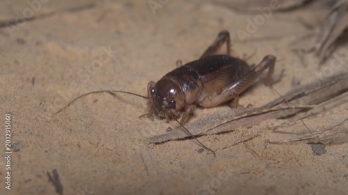 Coastal crickets sing at night on the shores of the Andaman Sea