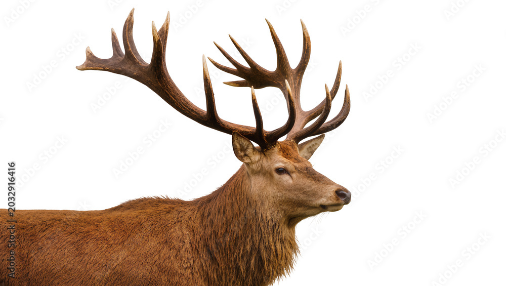 Fototapeta premium Majestic red deer stag with large antlers