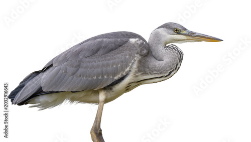 Foto Grey Heron bird with long beak and yellow eye
