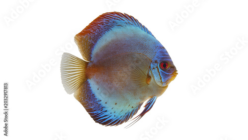 Fotografie Blue turquoise discus fish with red eyes and orange fins