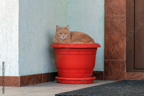 cat sleeping in a garden pot