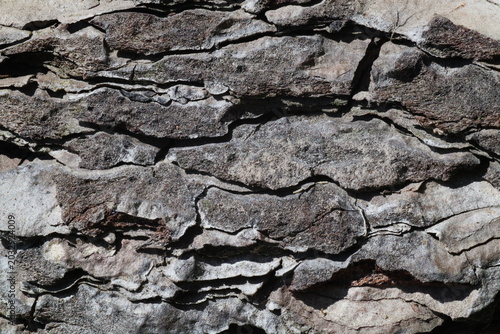 tree bark texture