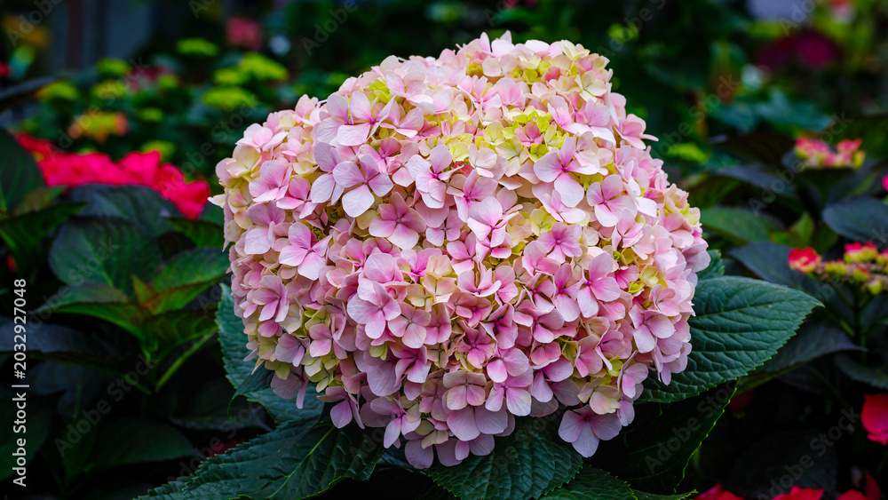 Fototapeta premium Pink hydrangea blooms in a garden setting with green leaves and other colorful flowers during the daytime