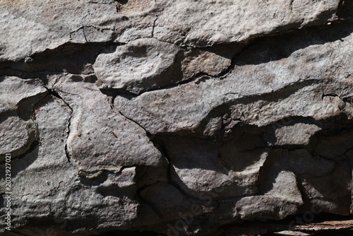 tree bark texture