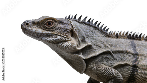 Foto Iguana reptile with spiky crest and scaly skin