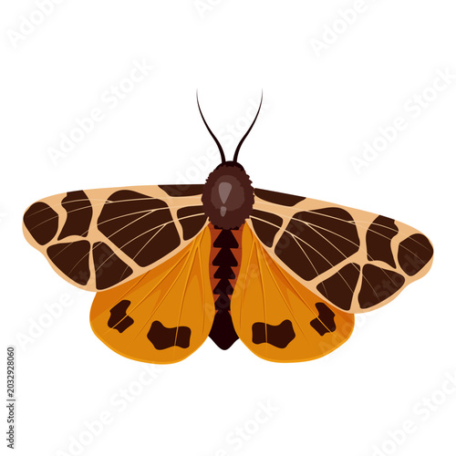 A realistic moth, on a white background, perfect for decorating postcards, invitations and textiles. This is a vector illustration.