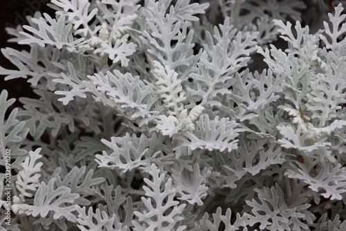 Foto Dusty Miller leaves