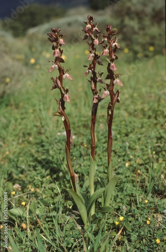 Принти на полотні Orchis collina or Anacamptis collina or Fan-lipped Orchid.