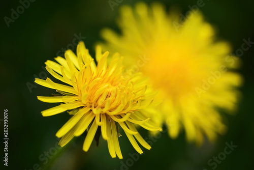 Fotografia Bright yellow dandelions blooming in spring garden