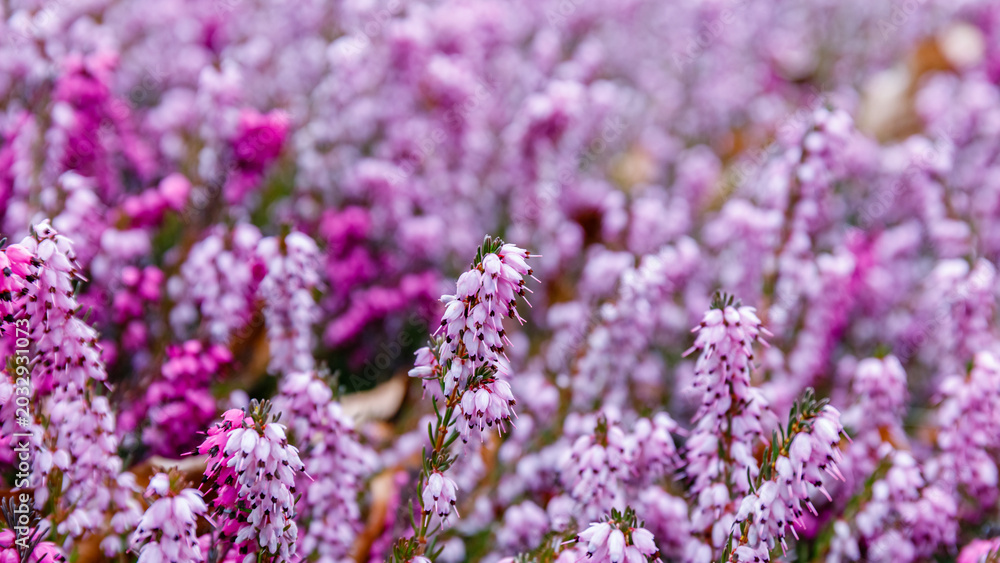 Fototapeta premium Bright purple flowers in a garden setting during spring season with sunlight streaming down onto petals