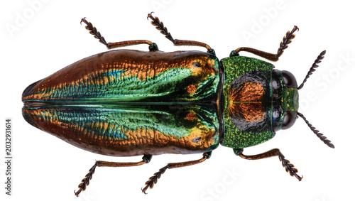 Slika na platnu Iridescent metallic jewel beetle with green and bronze elytra