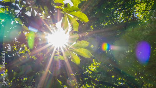Cuadro en lienzo Sunlight shines through green leaves in a forest during midday