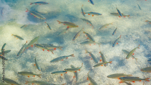 Schilderij op canvas School of small fish with reddish fins swims over a bright, pebbly lake bottom d