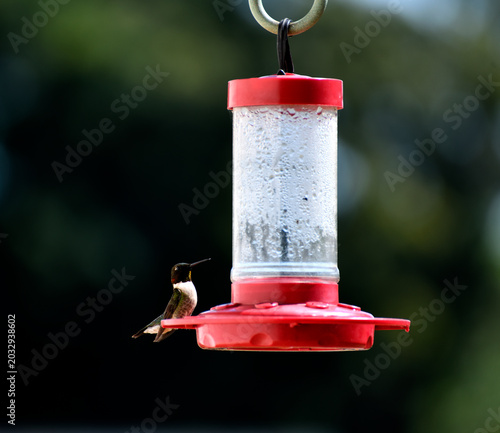 hummingbird feeding on feeder
