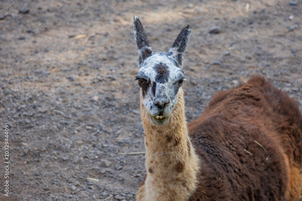 Fototapeta premium Funny llama portrait with quirky facial expression looking directly at camera outdoors