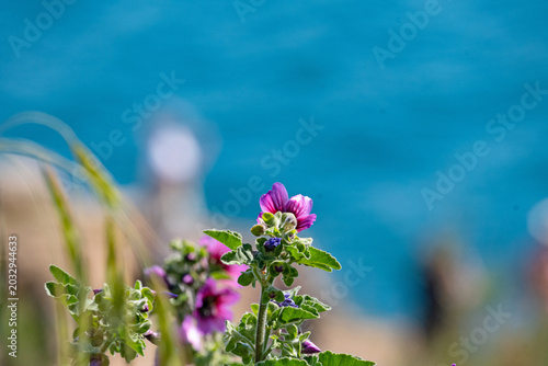 Obraz na plátne violet flowers in front of the adriatic sea in apulia