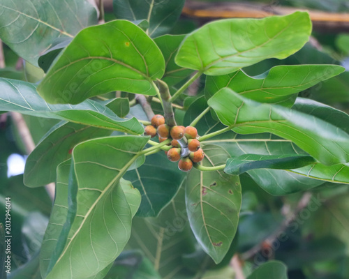 Foto A detailed close-up of an Indian Banyan tree (Ficus benghalensis) showing its unique orange syconium fruits nestled among large, leathery green leaves