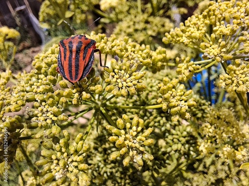 ESCARABAJOS EN UNA FLOR
